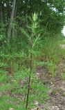 Artemisia vulgaris