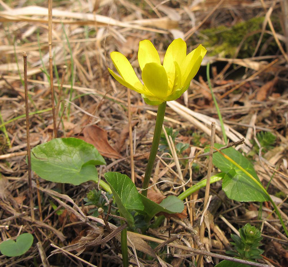 Image of Ficaria calthifolia specimen.