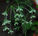 Pimpinella anisum