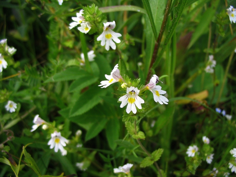 Изображение особи Euphrasia rostkoviana.