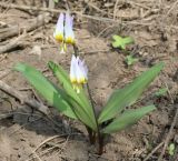 Erythronium sibiricum