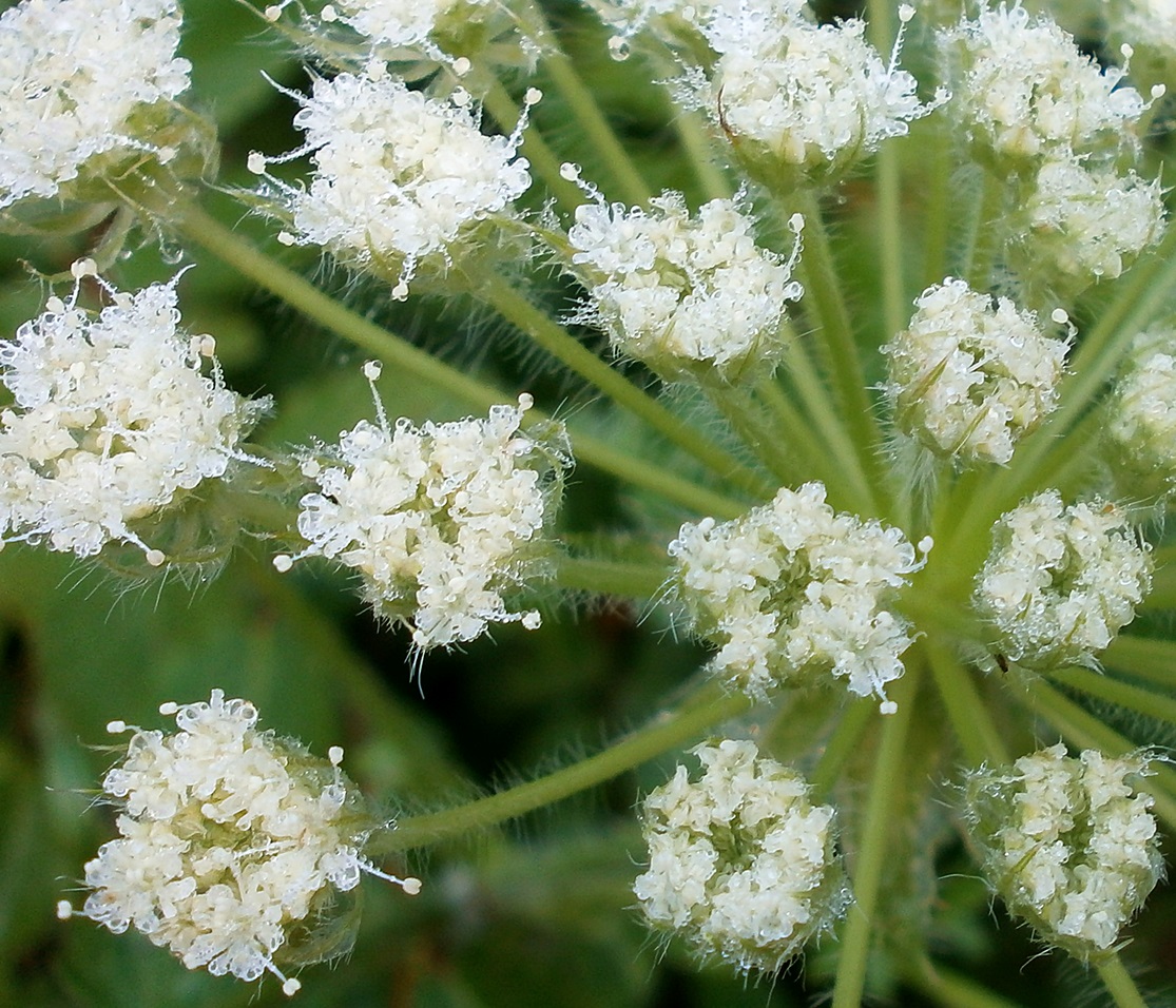 Image of Laserpitium hispidum specimen.