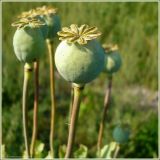 Papaver somniferum. Незрелые плоды. Чувашия, окр. г. Шумерля, ст. Кумашка, ж.-д. насыпь. 3 августа 2009 г.