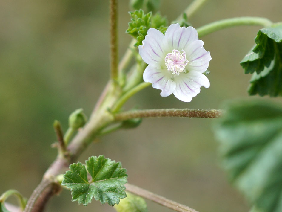 Изображение особи Malva neglecta.