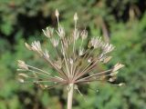 Allium baissunense