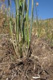 Triticum aestivum