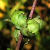 Pedicularis sceptrum-carolinum