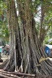 Ficus rumphii. Основание ствола старого дерева. Андаманские острова, остров Хейвлок. 30.12.2014.