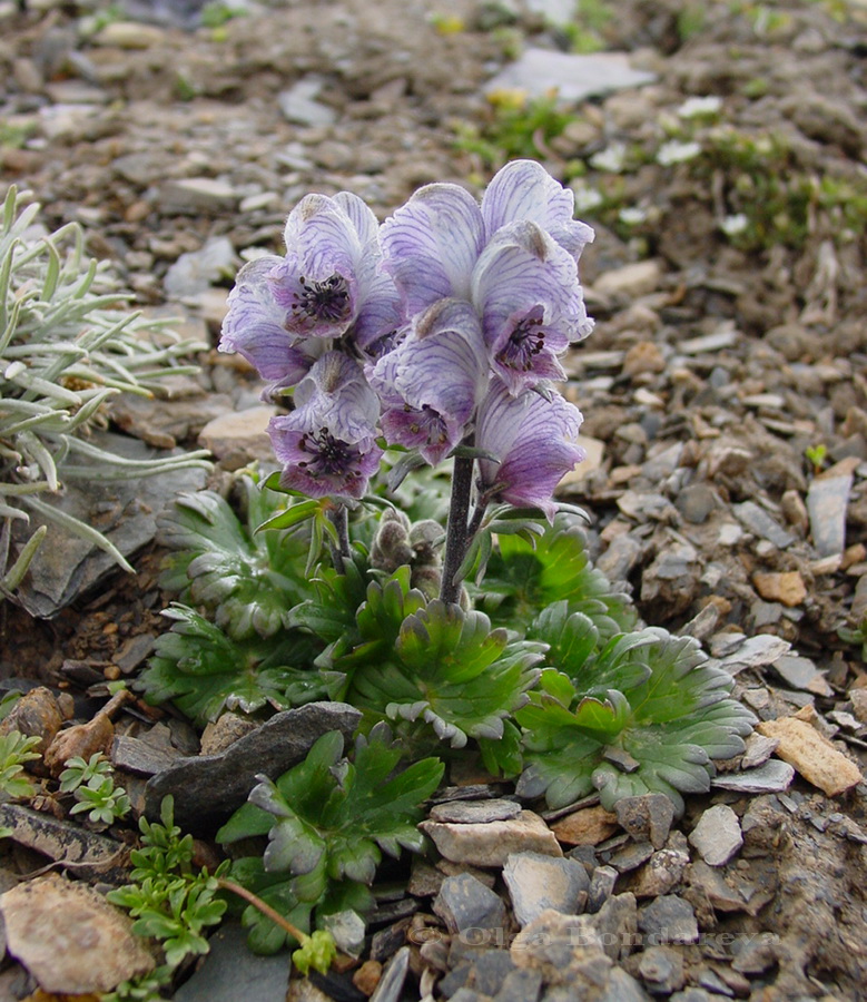 Изображение особи Aconitum rotundifolium.