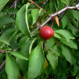 Prunus subspecies italica
