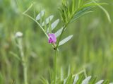 Vicia angustifolia. Часть побега с цветком. Украина, Днепропетровская обл., Криворожский р-н, окр. с. Широкое и с. Вольный Табор, склон балки, степь. 17.05.2015.