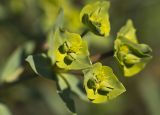 Euphorbia terracina. Соцветие. Греция, Пелопоннес, окр. г. Пиргос, муниципальный парк. 21.03.2015.