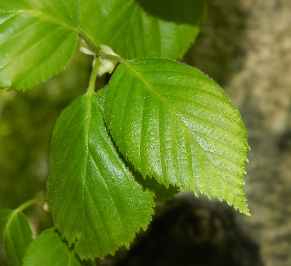 Изображение особи Betula papyrifera.