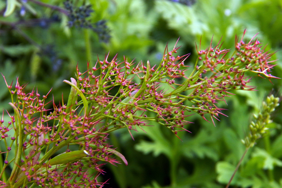 Изображение особи Teloxys aristata.