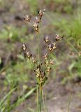 Juncus compressus