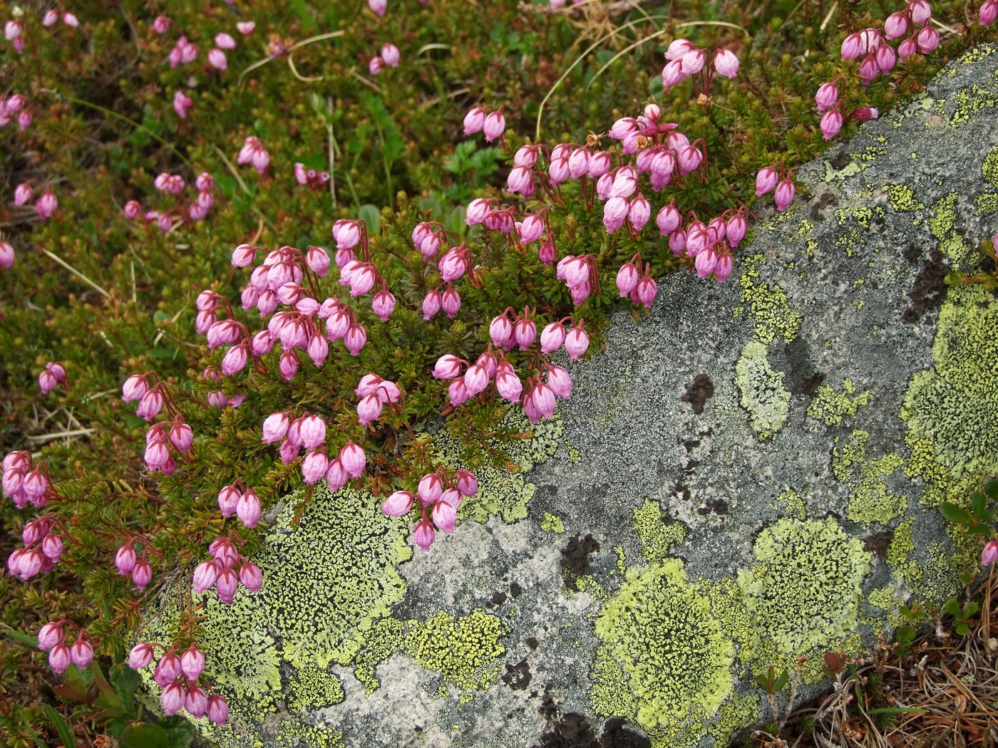 Image of Phyllodoce caerulea specimen.