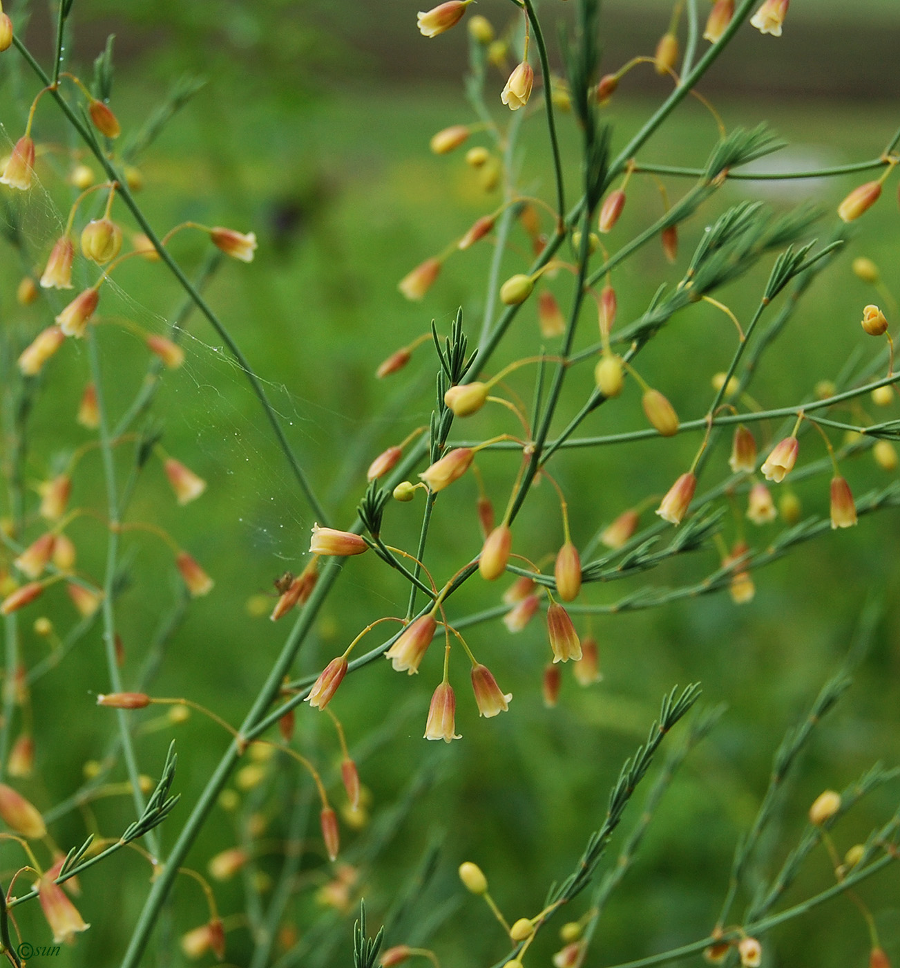 Изображение особи Asparagus officinalis.