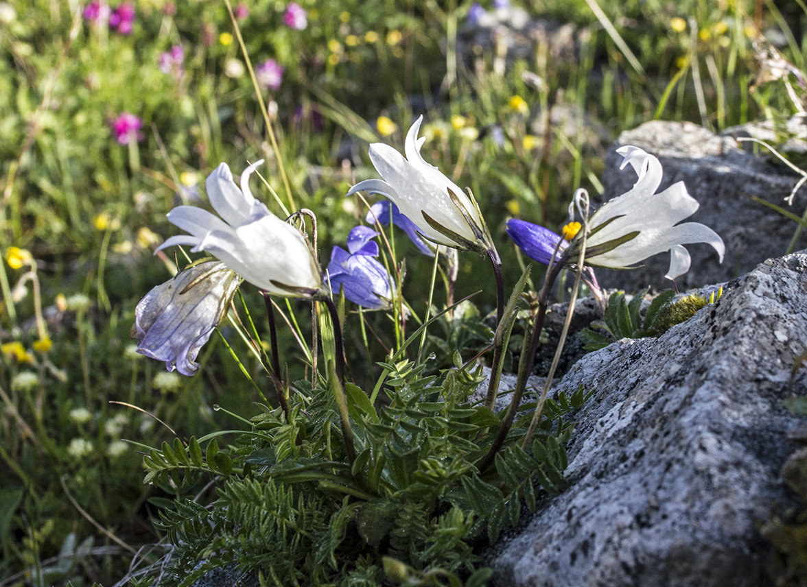 Изображение особи Campanula ciliata.