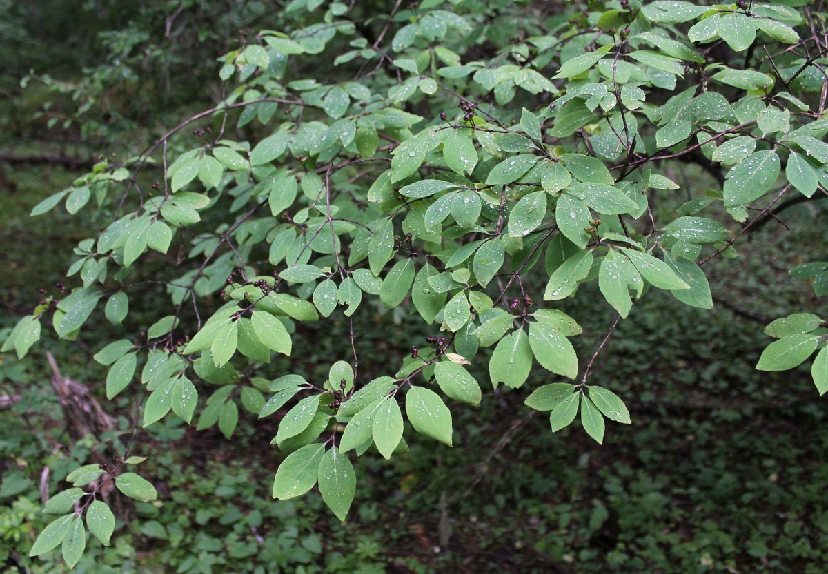 Изображение особи Lonicera steveniana.