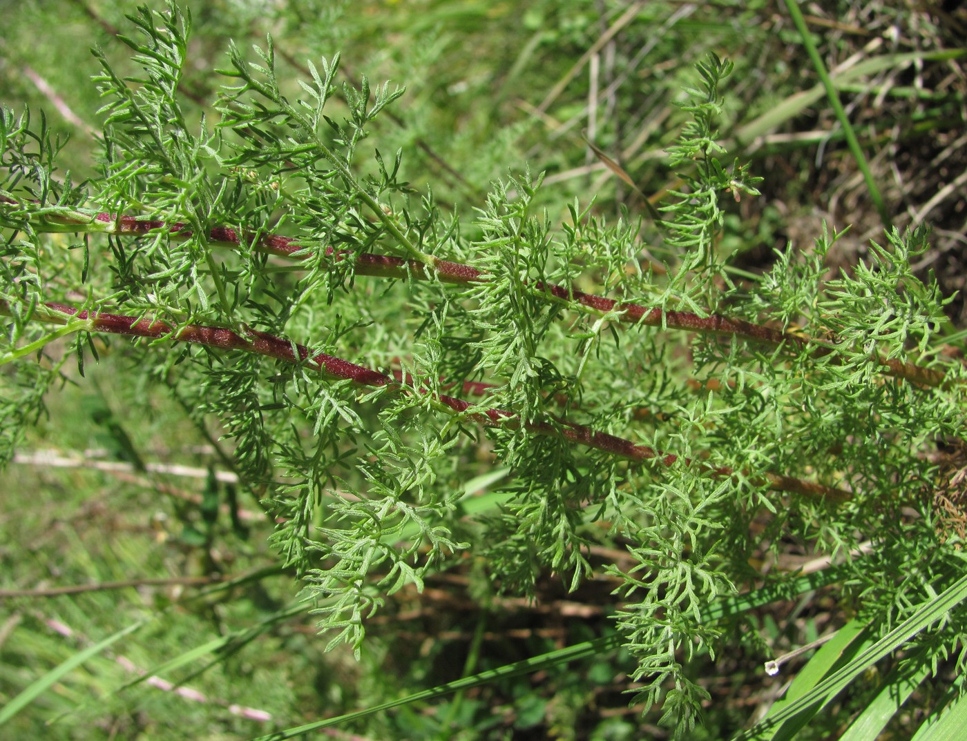 Изображение особи Artemisia chamaemelifolia.