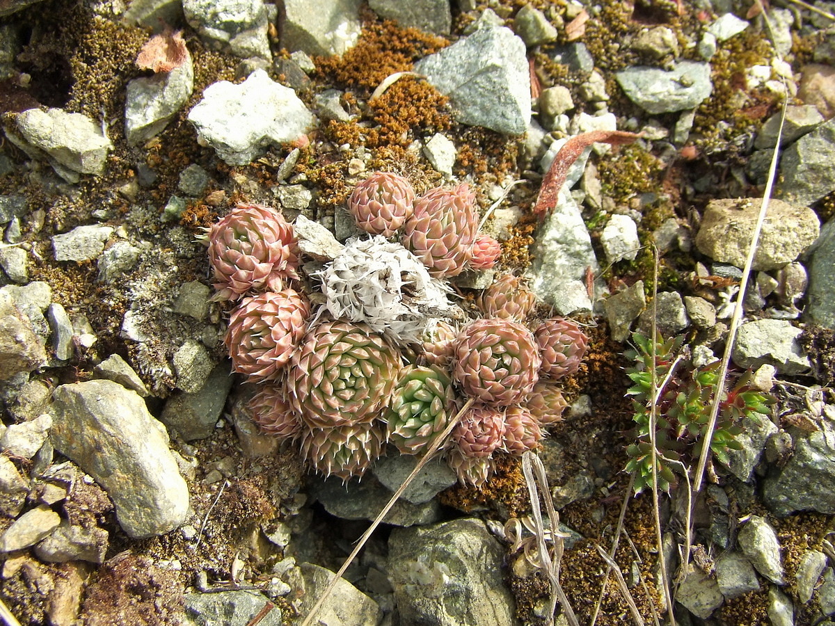 Image of Orostachys spinosa specimen.