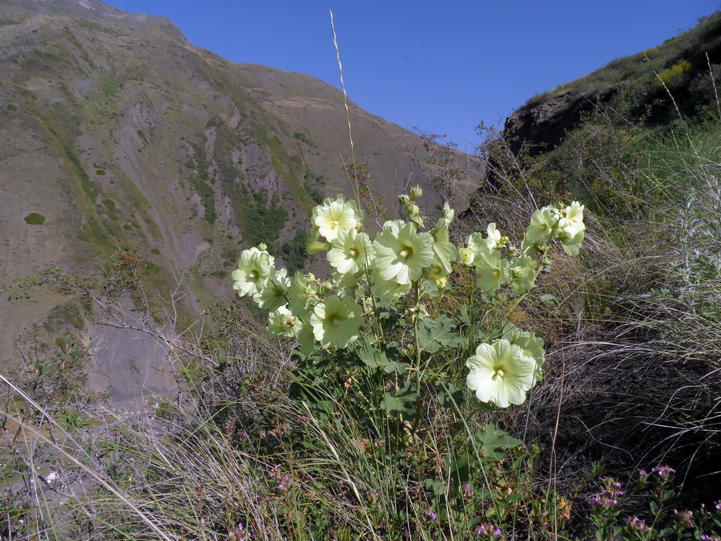 Изображение особи Alcea rugosa.