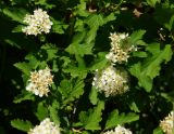 Physocarpus opulifolius. Верхушки веточек с отцветающими соцветиями. Восточный Казахстан, г. Усть-Каменогорск, Архитектурно-ландшафтный музей-заповедник, в культуре. 02.06.2017.