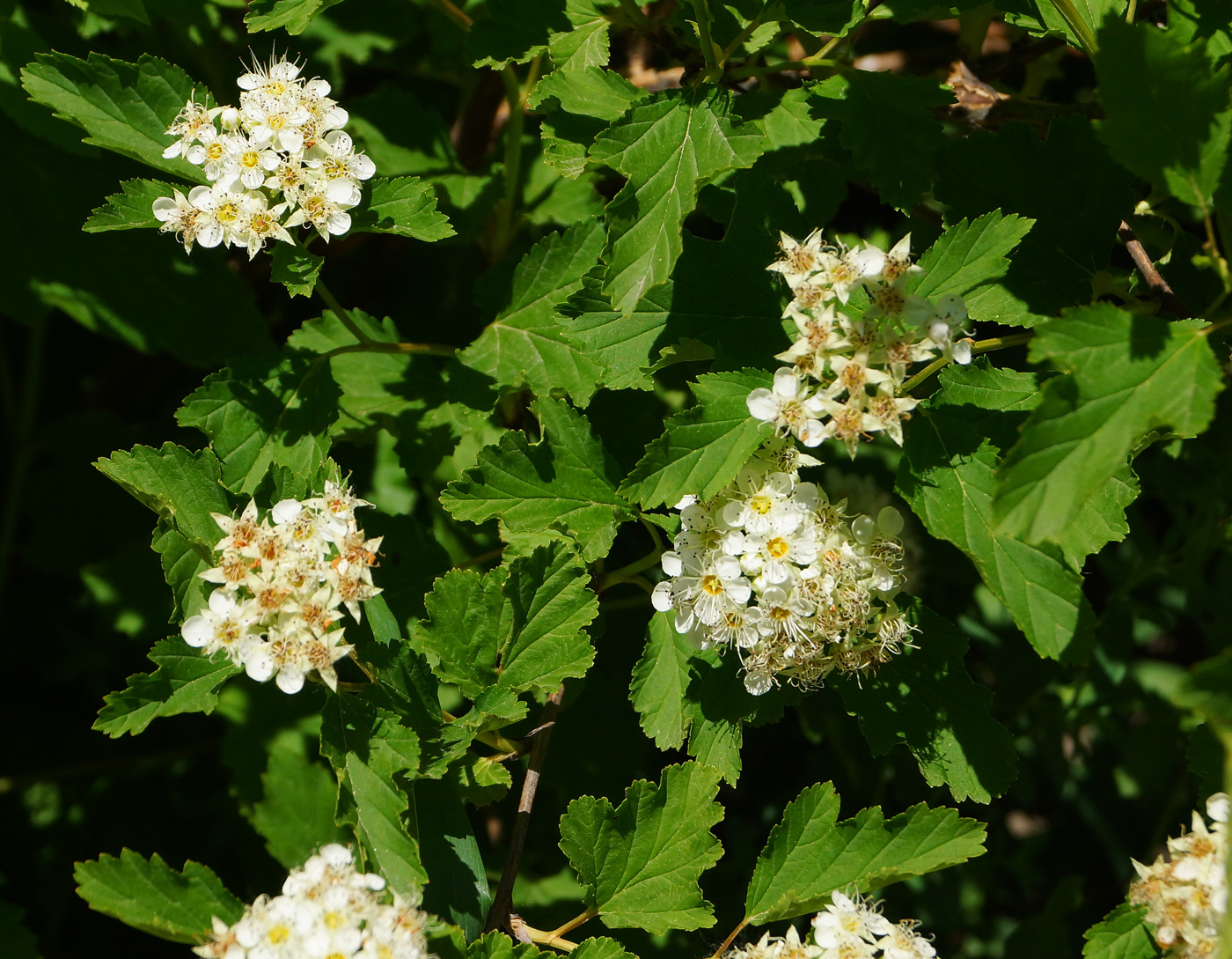 Изображение особи Physocarpus opulifolius.