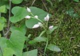 Cephalanthera damasonium. Зацветающее растение. Грузия, Боржоми-Харагаульский национальный парк, лес. 24.05.2018.