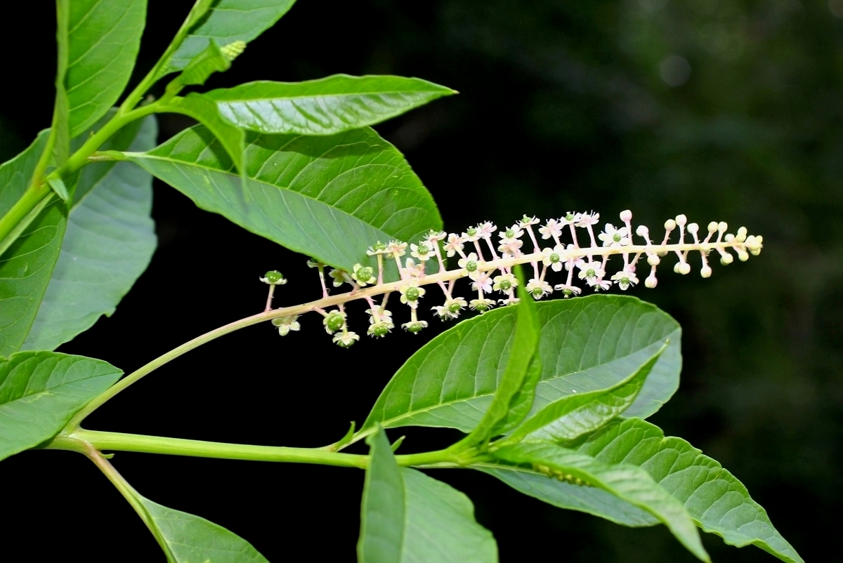 Изображение особи Phytolacca americana.