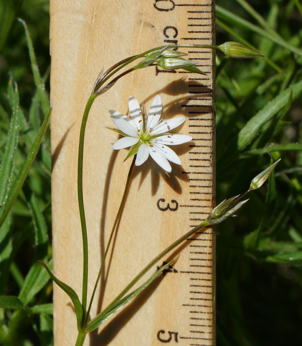 Изображение растения Stellaria graminea.