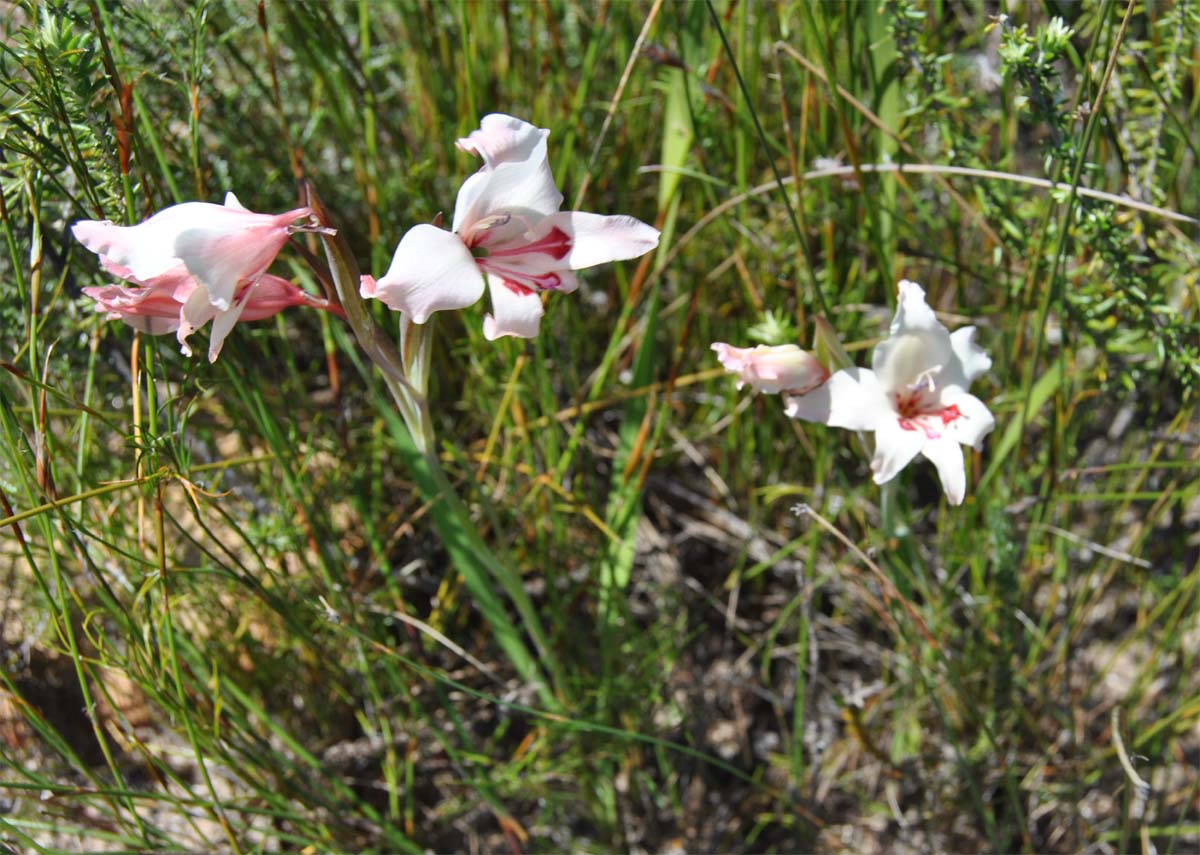 Изображение особи Gladiolus carneus.