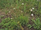 Dianthus pseudoserotinus. Цветущее растение. Украина, Тернопольская обл., Кременецкий р-н, национальный парк \"Кременецкие горы\", луговое сообщество на выходах известняков. 26 июня 2010 г.