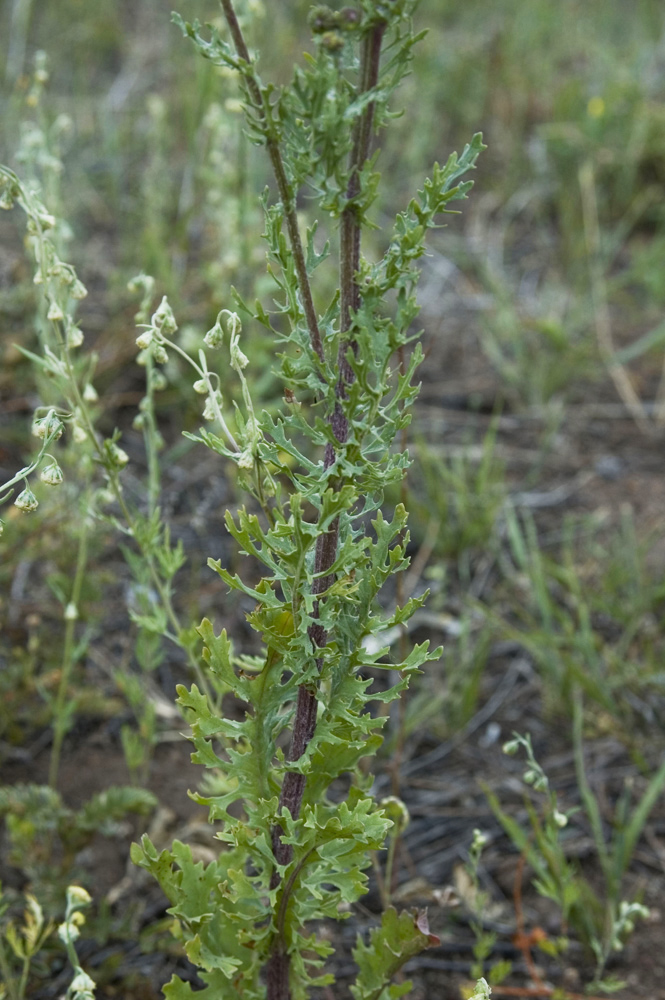 Изображение особи Senecio jacobaea.