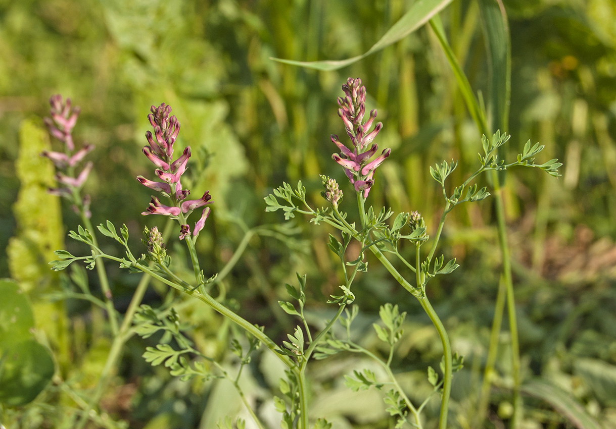 Изображение особи Fumaria officinalis.