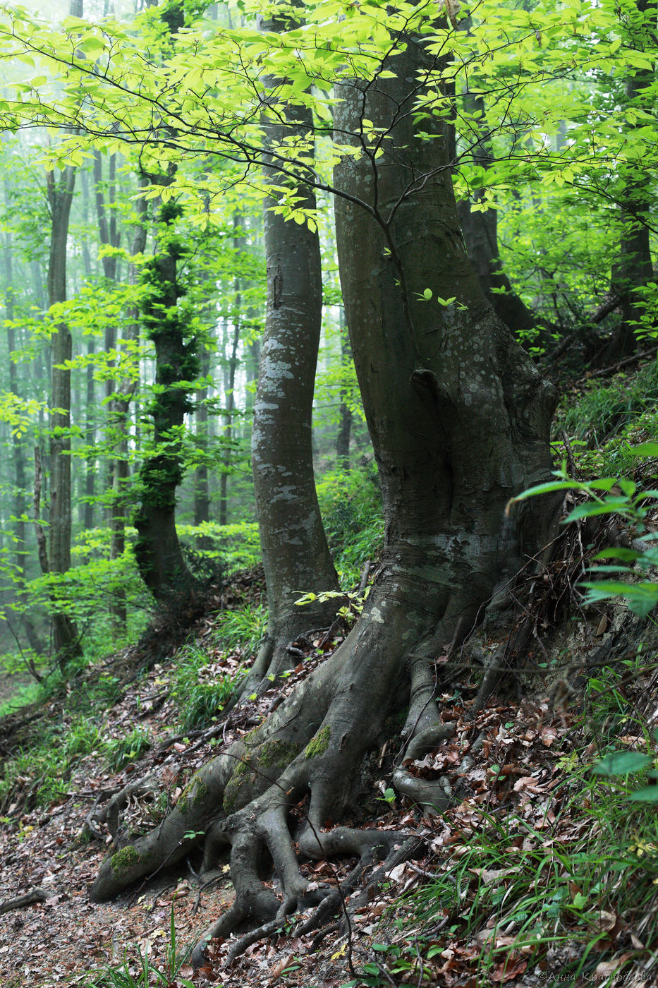 Изображение особи Fagus orientalis.