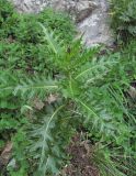 Cirsium elbrusense