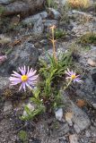 Aster alpinus