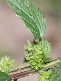 Urtica urens