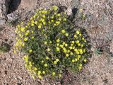 Potentilla uniflora