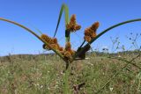 Cyperus glomeratus