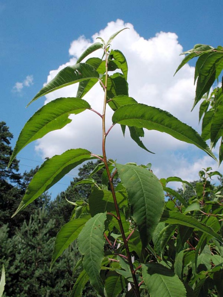 Изображение особи Cerasus pensylvanica.