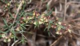 Colletia spinosissima