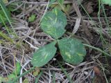 Trifolium pratense. Лист, поражённый вирусом. Краснодарский край, Абинский р-н, окр. ст-цы Холмская, луг. 24.05.2020.