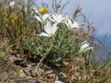 Ornithogalum navaschinii