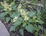 Salvia splendens