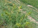 Astragalus turkestanus