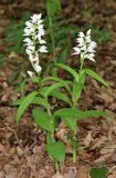 Cephalanthera longifolia. Цветущие растения. Дагестан, Магарамкентский р-н, окр. с. Хтун-Казмаляр, Самурский лес. 7 мая 2022 г.