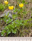 Ranunculus brachylobus. Цветущие растения. Карачаево-Черкесия, Урупский р-н, Кавказский биосферный заповедник, Имеретинское ущелье, долина р. Имеретинка (в верхнем течении), ≈ 2500 м н.у.м., в расщелине скалы. 27.07.2022.