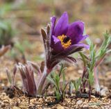 Pulsatilla chinensis